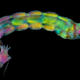A microscopic image of a midge larva, taken using polarized light.
